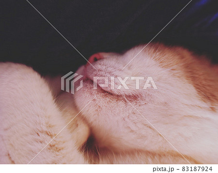 熟睡するネコのパーツ写真 口元 鼻 ヒゲ 手 喉 頰 マズル 熟睡するネコのパーツ写真 口元 鼻 ヒゲ 手 喉 頰 マズル 83187924