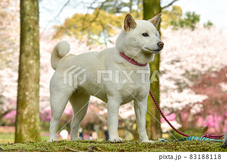 桜を背景におすましする白毛の柴犬 桜を背景におすましする白毛の柴犬 83188118