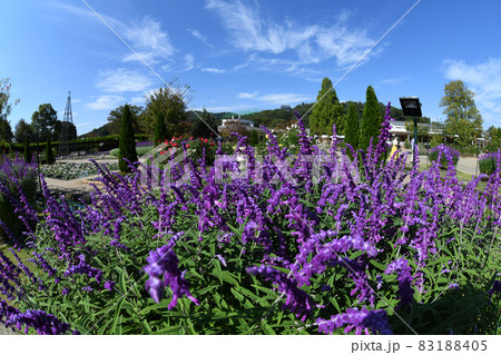 アメジストセージ アメジストセージ 83188405