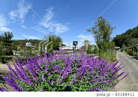 アメジストセージ アメジストセージ 83188411