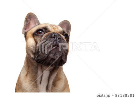 Formidable dog. French bulldog Studio shot isolated against white background Formidable dog. French bulldog Studio shot isolated against white background 83188581