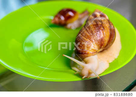 A large white snail glides along the edge of the plate. Large white mollusks crawl slowly. 83188680
