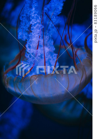 水族館のクラゲ 83189066