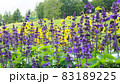 紫色と黄色の花が咲く公園 83189225