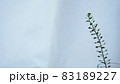白い布を背景にした小さな植物 83189227