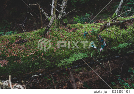 Fallen tree trunk overgrown with green moss and mold 83189402