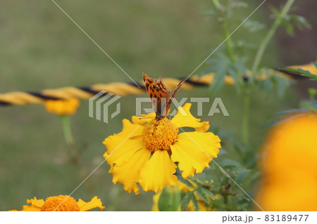秋の庭に咲くマリーゴールドの黄色い花の蜜を吸うキタテハ 83189477