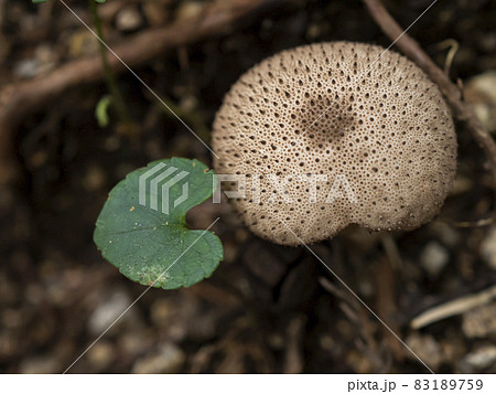 森の掃除屋さん ホコリタケ 森の掃除屋さん ホコリタケ 83189759