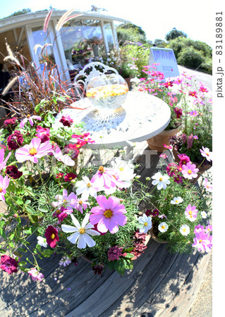 花手水とコスモスの花 83189881