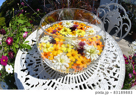 花手水とコスモスの花 花手水とコスモスの花 83189883