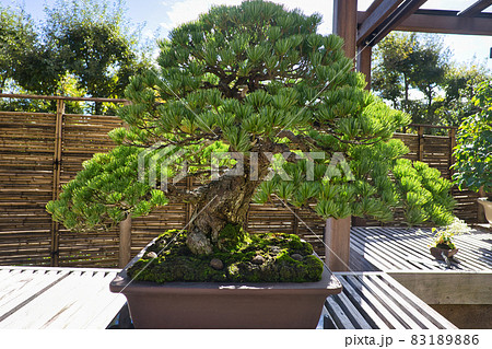 松の盆栽 83189886