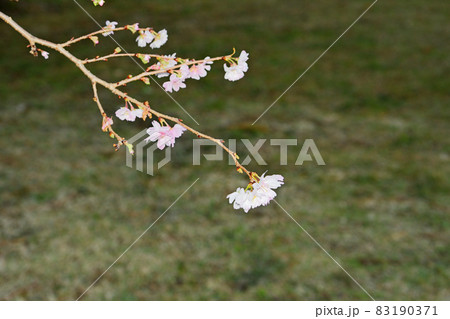 京都御苑の十月桜	 83190371