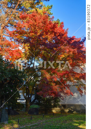 京都御苑の紅葉 83190372