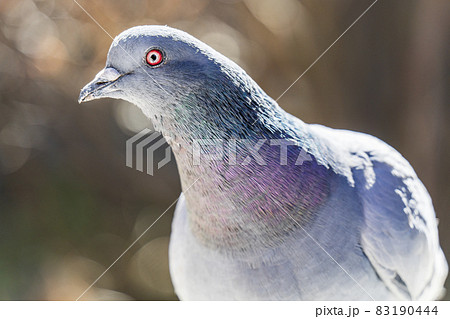 何かを見つめている1羽の鳩【日本・動物】 何かを見つめている1羽の鳩【日本・動物】 83190444