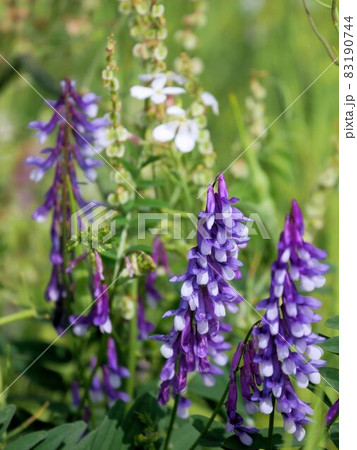 ナヨクサフジ(Vicia villosa)(熊本県玉名市菊池川河川敷) ナヨクサフジ(Vicia villosa)(熊本県玉名市菊池川河川敷) 83190744