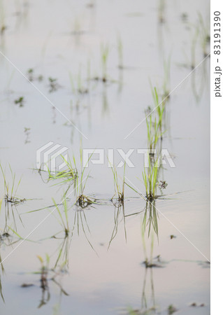 Green Head rice plant wheat on water 83191390
