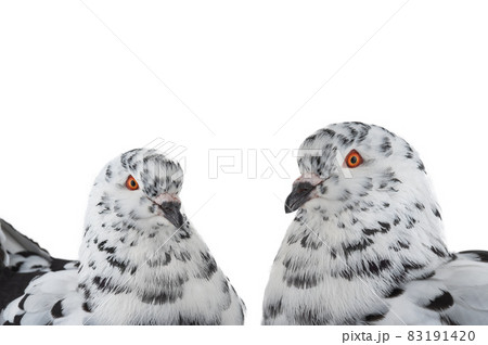 portrait doves similar to dalmatians in color scheme isolated on white 83191420