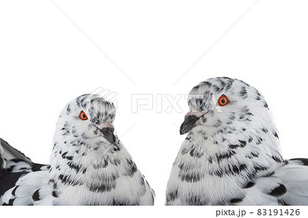 portrait doves similar to dalmatians in color scheme isolated on white 83191426
