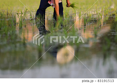 Farmer rice planting on water Farmer rice planting on water 83191513