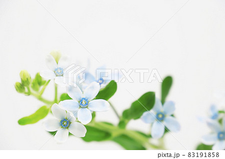 ルリトウワタの花 ルリトウワタの花 83191858