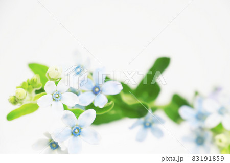 ルリトウワタの花 ルリトウワタの花 83191859