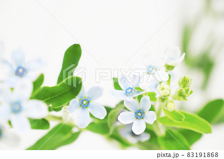 ルリトウワタの花 83191868