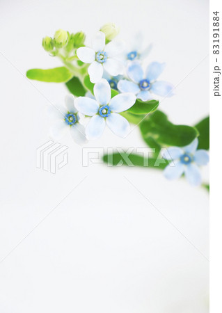 ルリトウワタの花 ルリトウワタの花 83191884