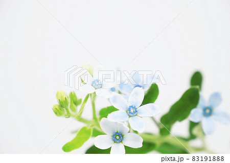 ルリトウワタの花 ルリトウワタの花 83191888