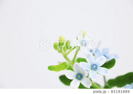 ルリトウワタの花 ルリトウワタの花 83191889