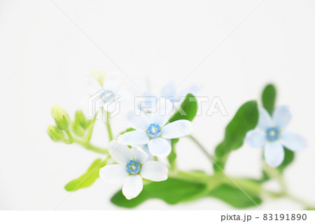 ルリトウワタの花 83191890