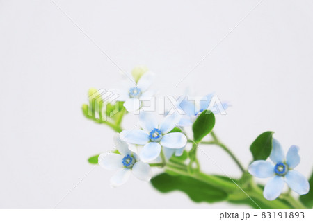 ルリトウワタの花 ルリトウワタの花 83191893