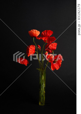 Remembrance Day greeting card. Beautiful red poppies flowers on black background. Lest we forget. 83192179
