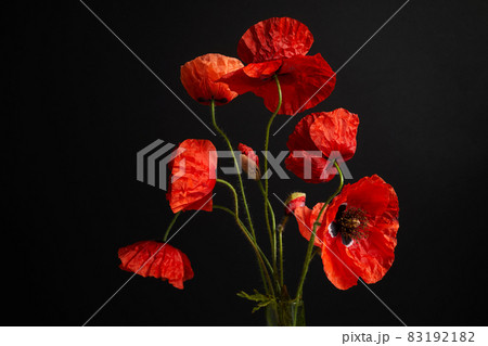 Remembrance Day greeting card. Beautiful red poppies flowers on black background. Lest we forget. Remembrance Day greeting card. Beautiful red poppies flowers on black background. Lest we forget. 83192182