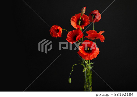 Bright red poppy flower isolated on white background. Bright red poppy flower isolated on white background. 83192184