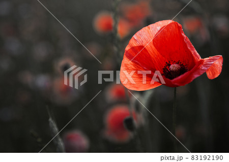 Remembrance day poppy. Red poppies in a poppies field with desaturated background 83192190