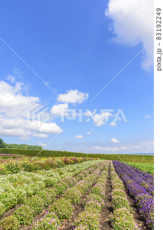 秋 富良野のお花畑 秋 富良野のお花畑 83192249