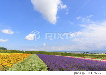 秋 富良野のお花畑 秋 富良野のお花畑 83192270