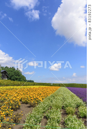 秋　富良野のお花畑 83192273
