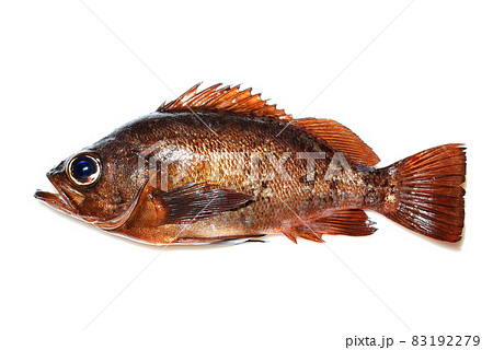 磯釣りで釣った黒メバル 83192279