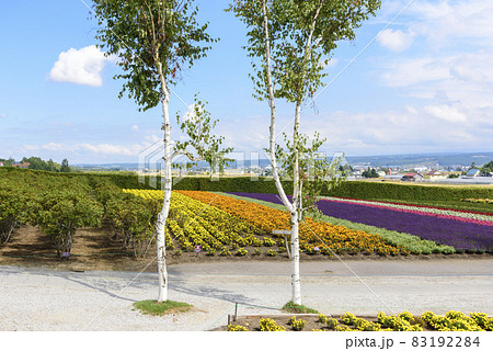 秋 富良野のお花畑 秋 富良野のお花畑 83192284