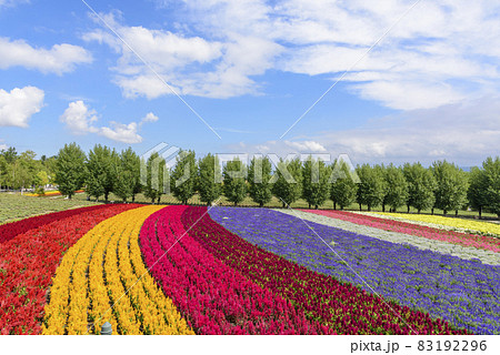 秋 富良野のお花畑の写真素材 [83192296] - PIXTA