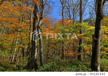 群馬県利根郡片品村東小川 日光国立公園内丸沼湖畔の紅葉 群馬県利根郡片品村東小川 日光国立公園内丸沼湖畔の紅葉 83192342
