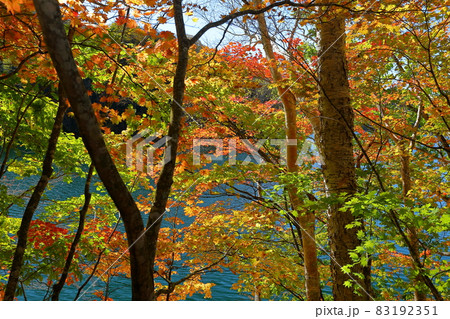 群馬県利根郡片品村東小川　日光国立公園内丸沼湖畔の紅葉 83192351