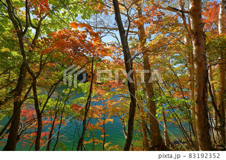 群馬県利根郡片品村東小川　日光国立公園内丸沼湖畔の紅葉 83192352