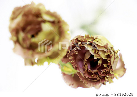 グランディフロラム・トルコギキョウ 83192629