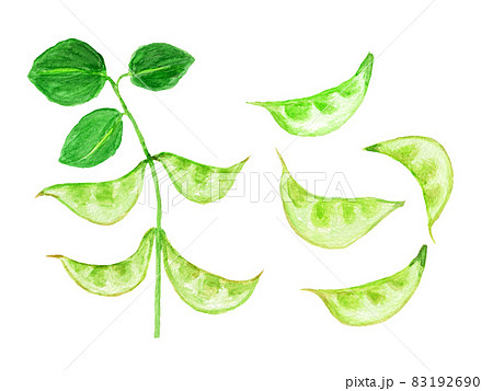 加賀つる豆の水彩イラスト 83192690