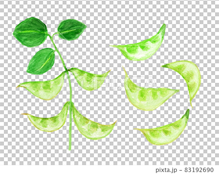 加賀つる豆の水彩イラスト 83192690