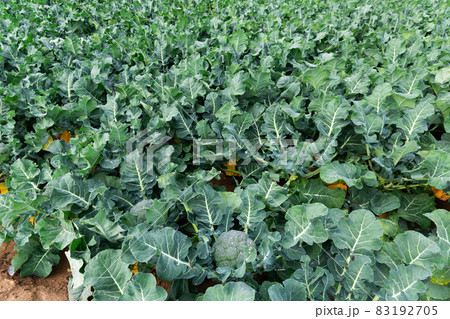 Field of ripe organically grown broccoli Field of ripe organically grown broccoli 83192705