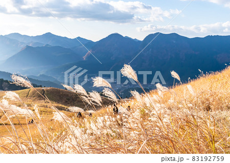《奈良県》曽爾高原　ススキ 83192759