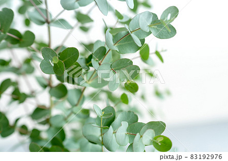 ユーカリの葉　観葉植物 83192976